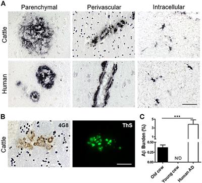 Aged Cattle Brain Displays Alzheimer's Disease-Like Pathology and Promotes Brain Amyloidosis in a Transgenic Animal Model